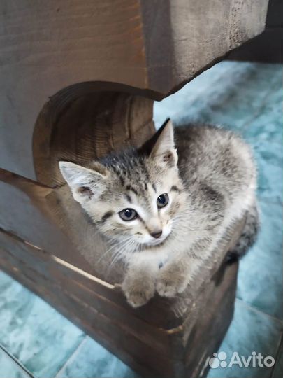Котята крысоловы