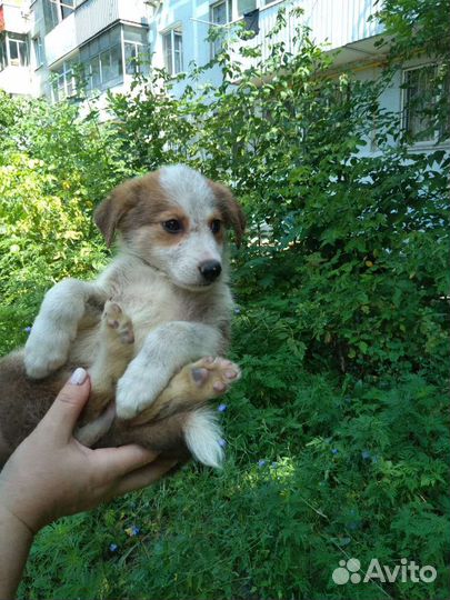 Парень ищет дом