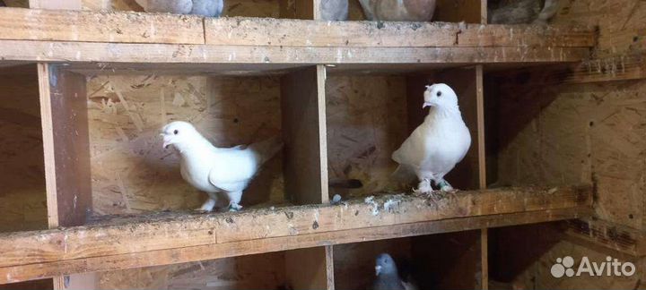 Голуби турецкие такла