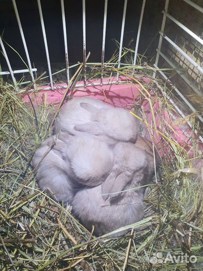 Мини кролики оптом