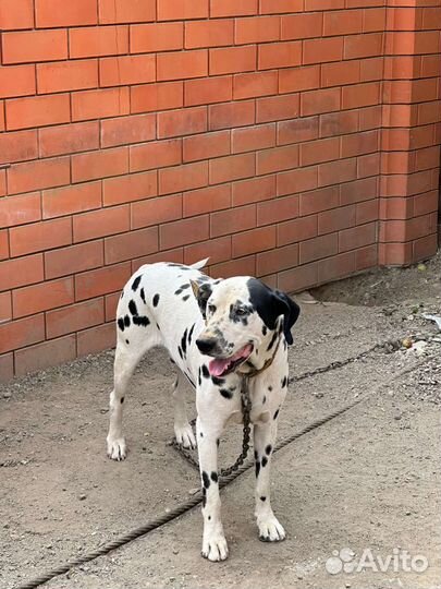 Далматинец