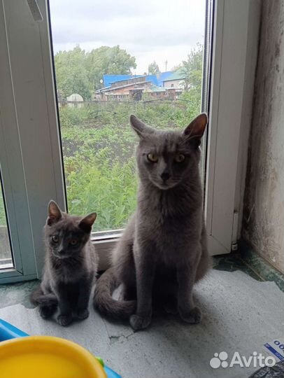 Котята с доставкой