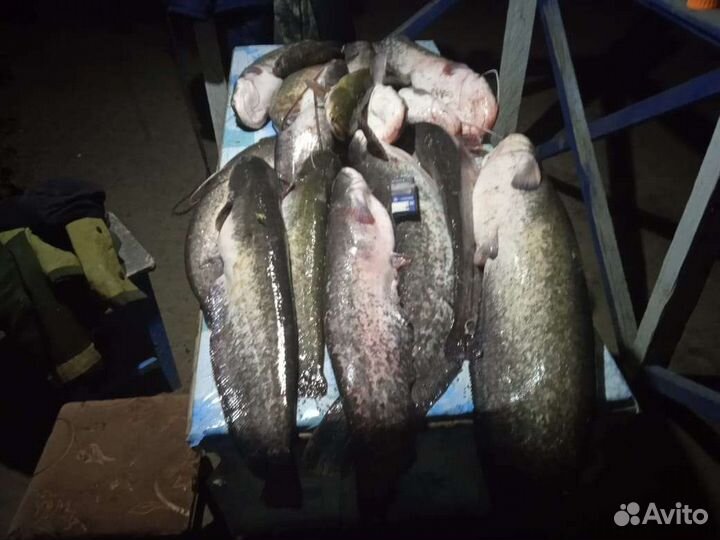 Рыбалка в Астрахани