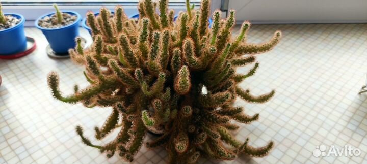 Апорокактус разновидность кактуса