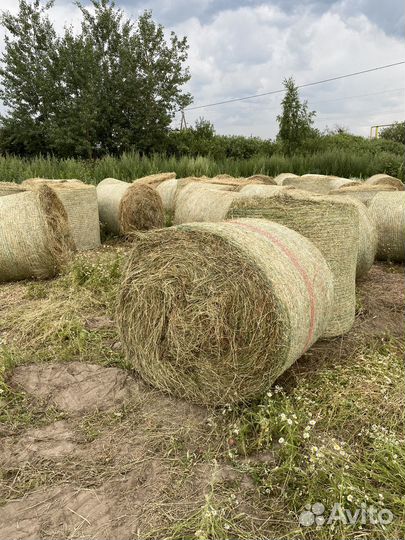Продам сено в рулонах