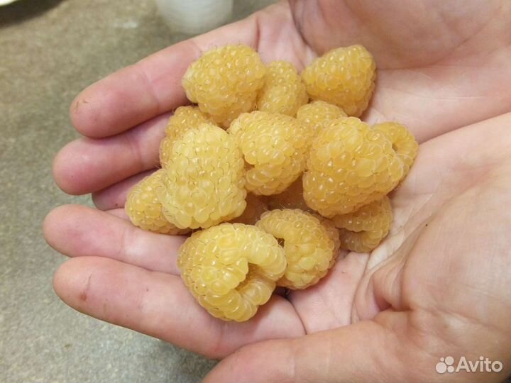 Сажанцы малины