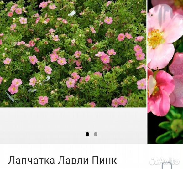 Саженцы Курильский чай Лапчатка