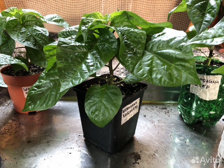 Перец острый Хабанеро шоколадный и Каролина рипер