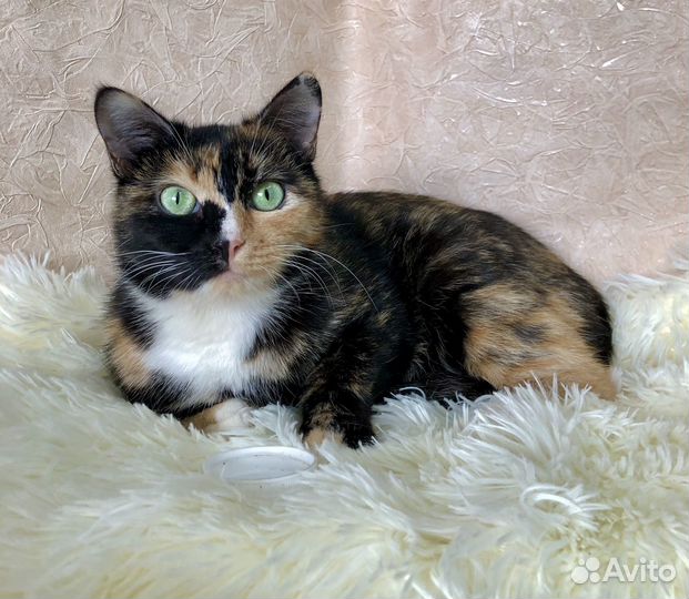 Кошка Лика