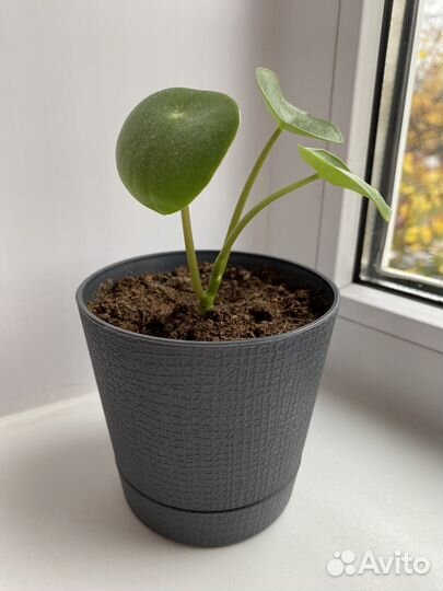 Комнатное растение пилея