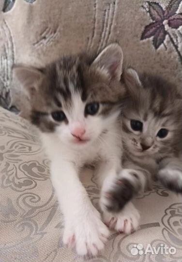 Котята в добрые руки бесплатно