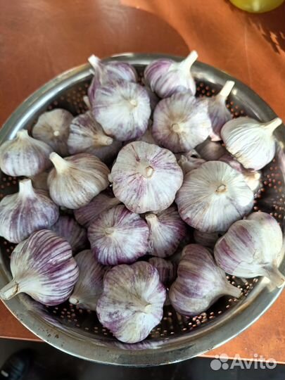 Чеснок озимый