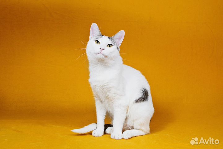 Котик в добрые руки