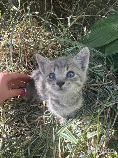 Котята бесплатно