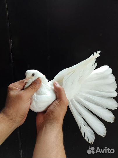 Николаевские голуби Донецкой селекции и мелитополь