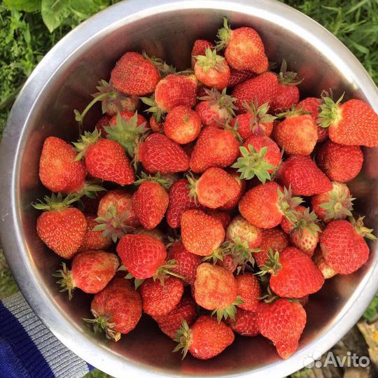 Рассада ремонтантной клубники из Голландии