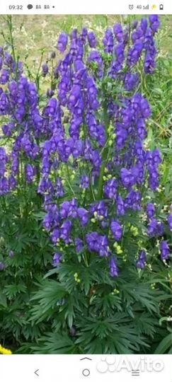 Многолетники для сада цветы