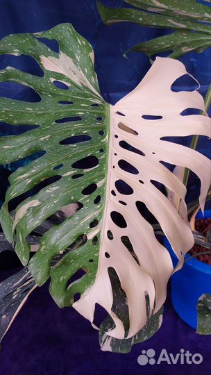 Тайская монстера срежу макушку в три листа