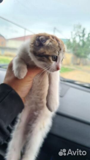Вислоухий котенок