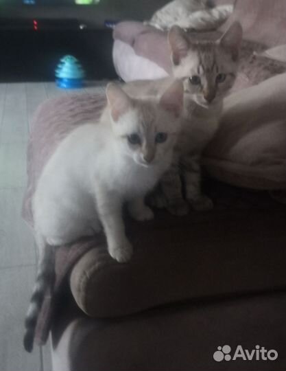 Снежные бенгалы