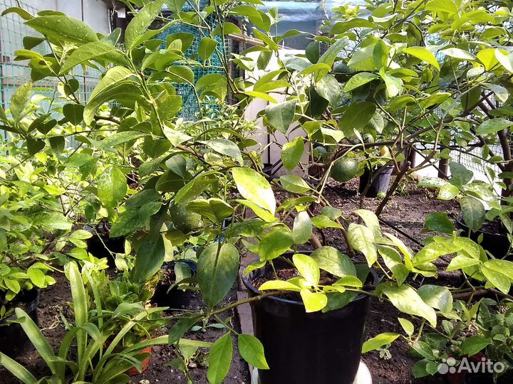 Лимон комнатный