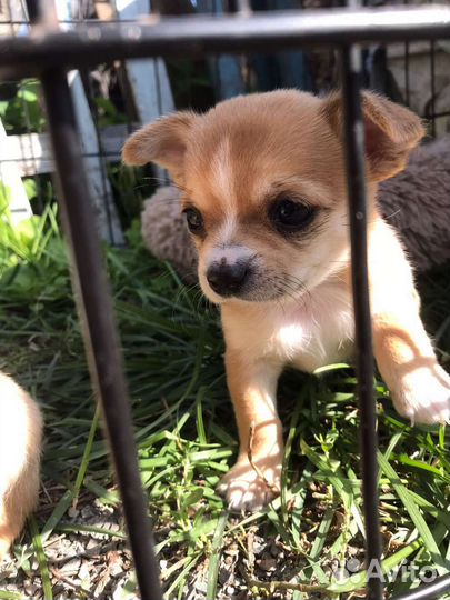 Щенки чихуахуа