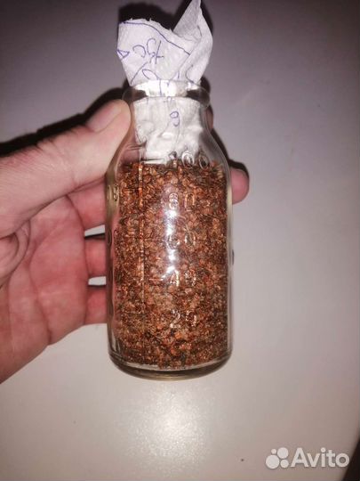 Семена ольхи