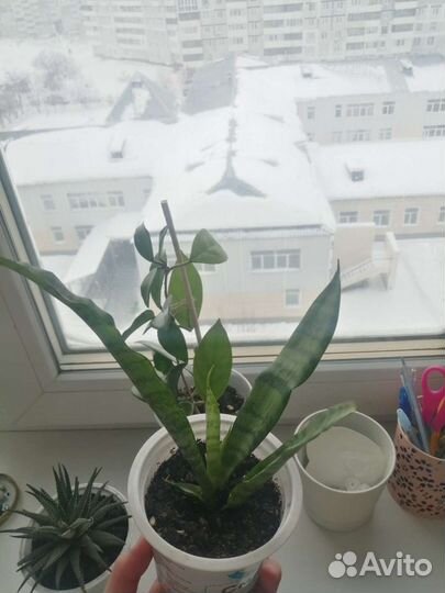 Сансевиерия, Щучий хвост, Тещин язык