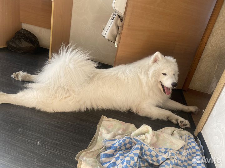 Самоед мальчик вязка