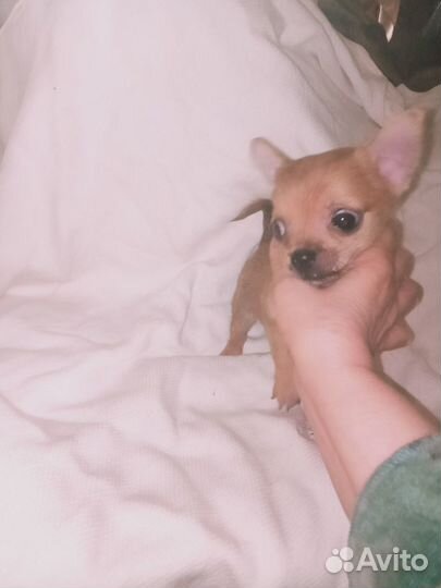 Мальчик чихуа