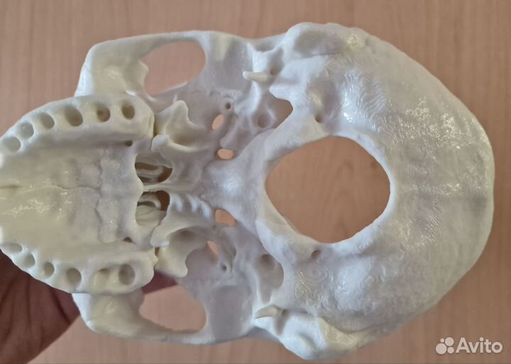 Череп анатомический
