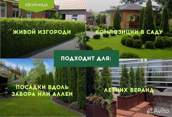 Туи Смарагд 1,4-1,6 м