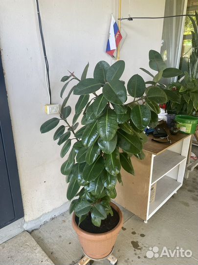 Фикус каучуконосный большой