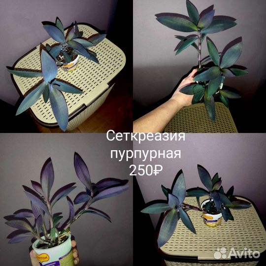 Шефлера, церопегия, бегония, зебрина