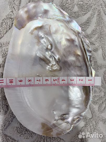 Ракушка с жемчужинами