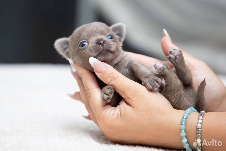 Лиловый гладкошерстный мальчик чихуахуа