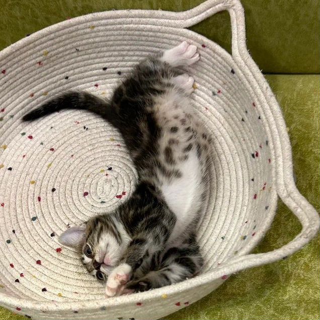 Котёнок в добрые руки