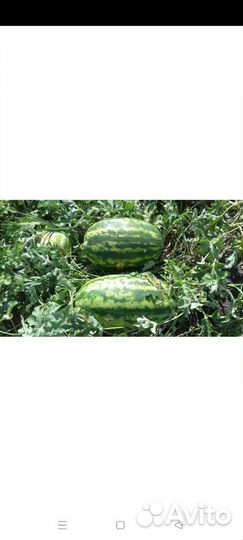 Арбуз оптом Каристан