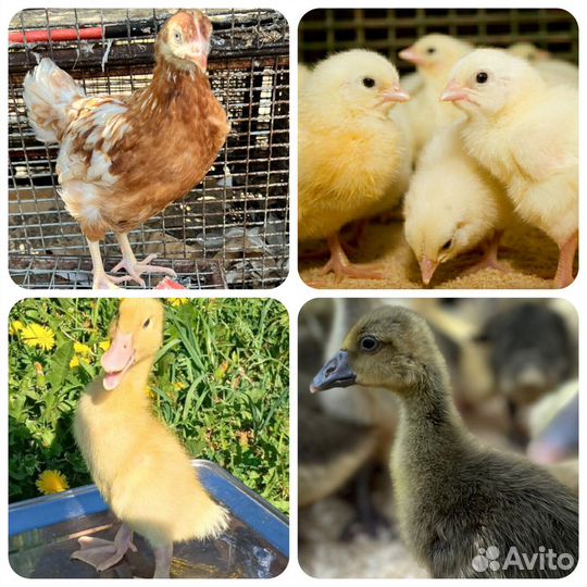 Гуси, утки, бройлеры, несушки