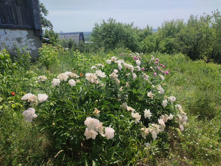 Участок 12 сот. (ИЖС)