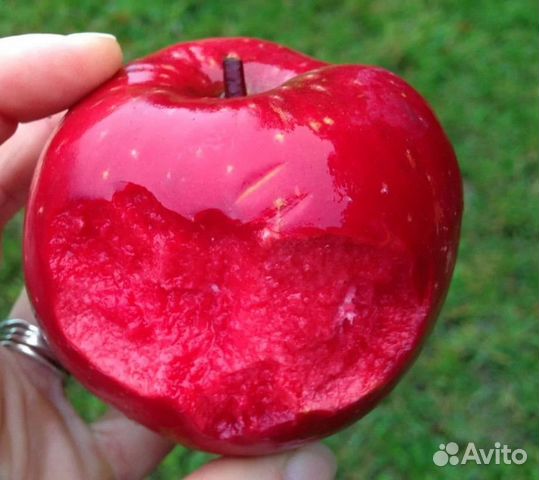 Яблоня с красной мякотью купить в Красногвардейском | Товары для дома и ...