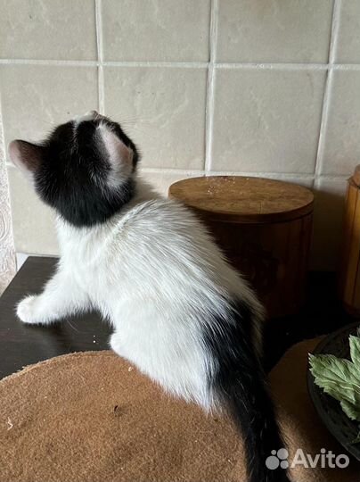 Котята 1,5 месяца