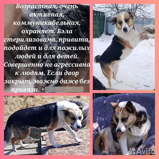 Собака в добрые руки