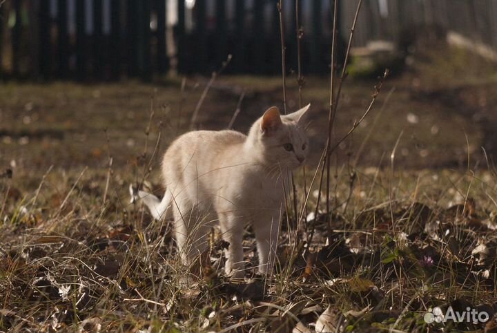 Котята мальчики и девочка