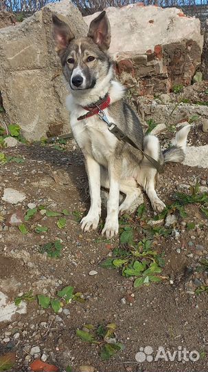 Собака в добрые руки