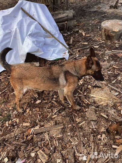 Бельгийская овчарка малинуа