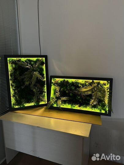 Картина из мха(ягель) / подарки/панно