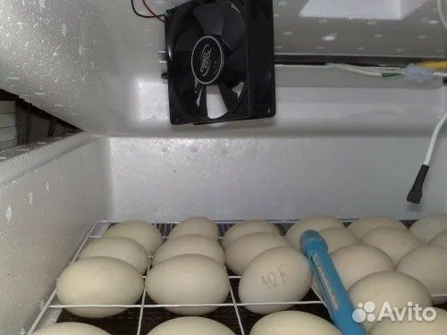 Инкубатор для яиц
