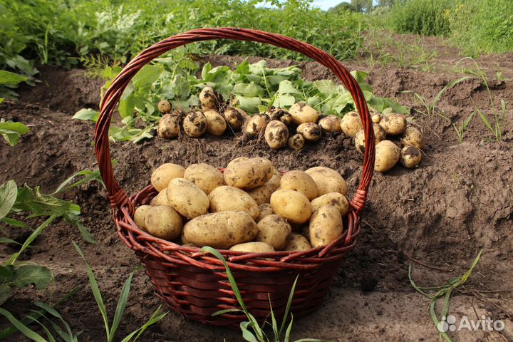 Продам картофель