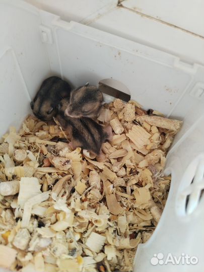 Джунгарики